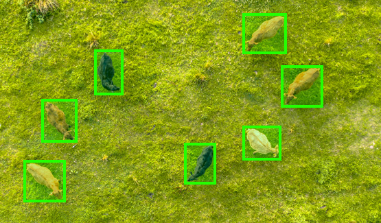 Smart Animal Tracking