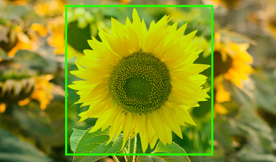 Crop Monitoring and Management