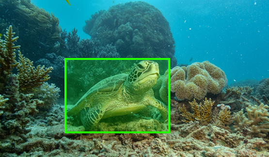 Marine Biodiversity Conservation