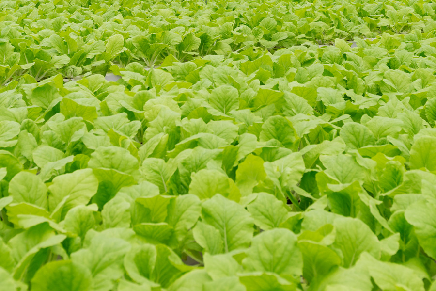 Improving Crop Health and Quality